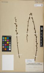 Foto von Salix myrsinifolia Salisb.